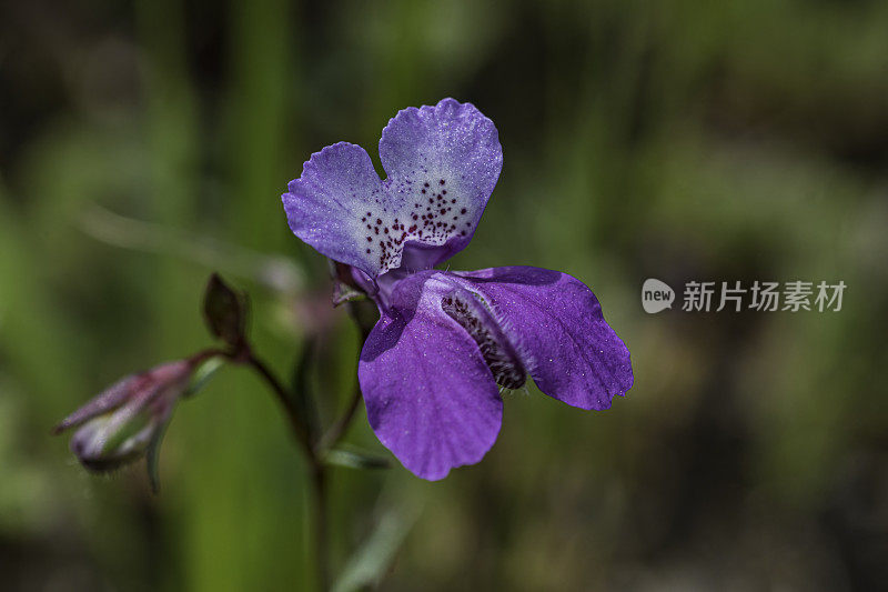 sparsiflora, sparsiflora是车前草科的一种开花植物，通常被称为spinster's blue-eyed Mary和少花的Collinsia，生长在Pepperwood自然保护区的蛇形岩石区域;圣罗莎;Sonom